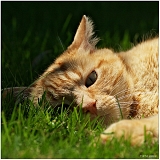 Animaux