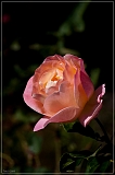 IMGP2209