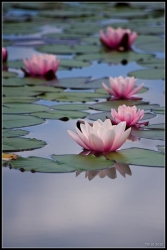 Fleurs