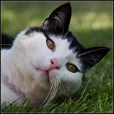 Animaux